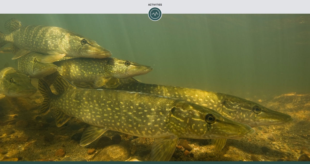 Year-Round Tactics for Northern Pike