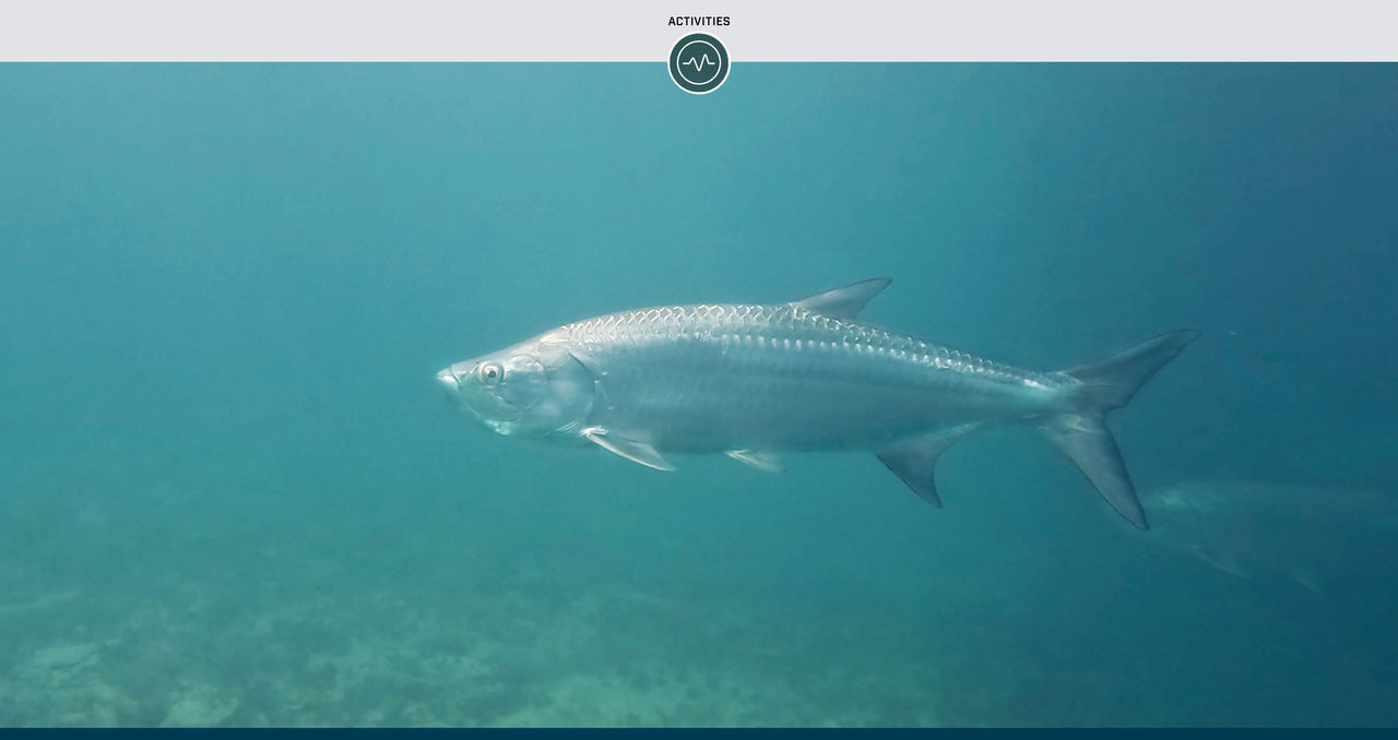 Tarpon Fishing Season in Florida: Useful Equipment and Resources