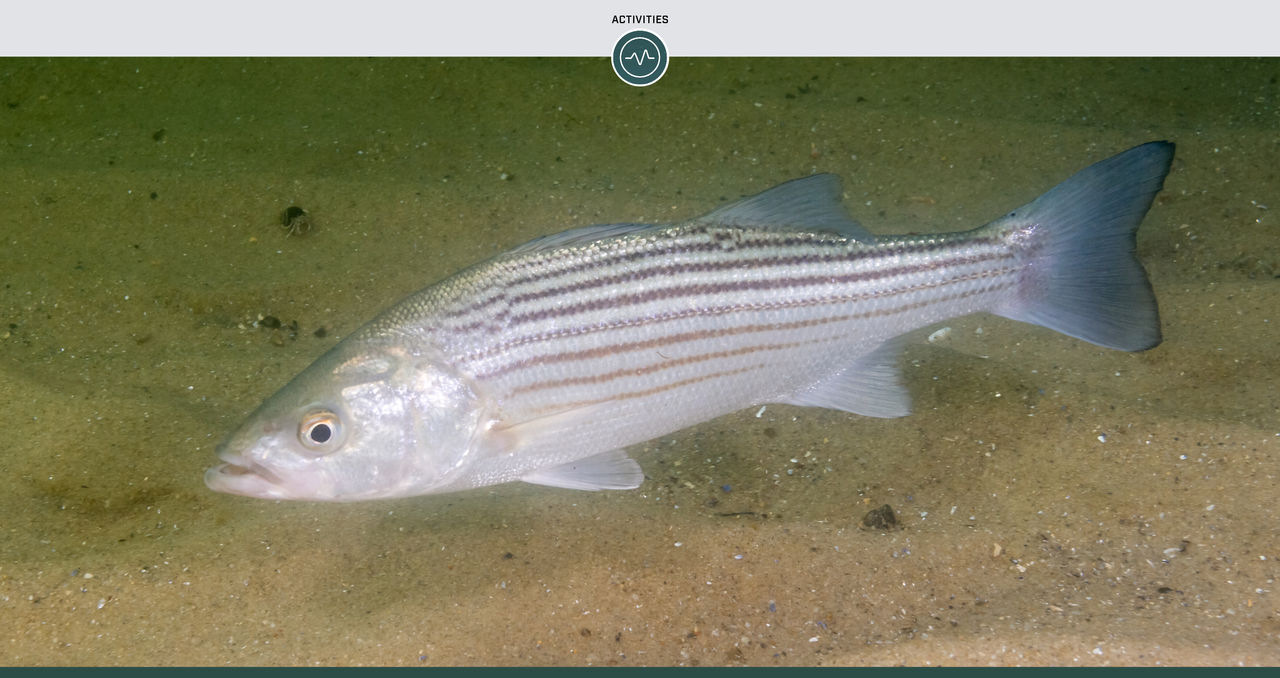 How to Fish for Freshwater Striped Bass