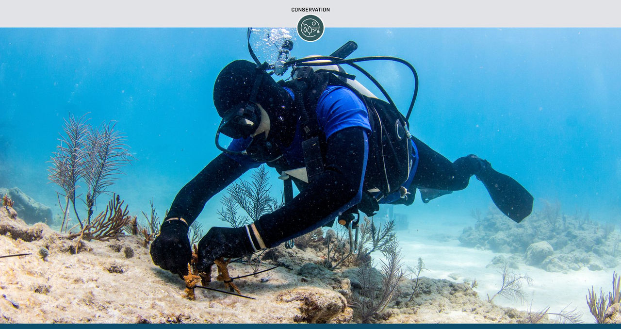 Reef Relief: Conserving the World’s Coral Ecosystems