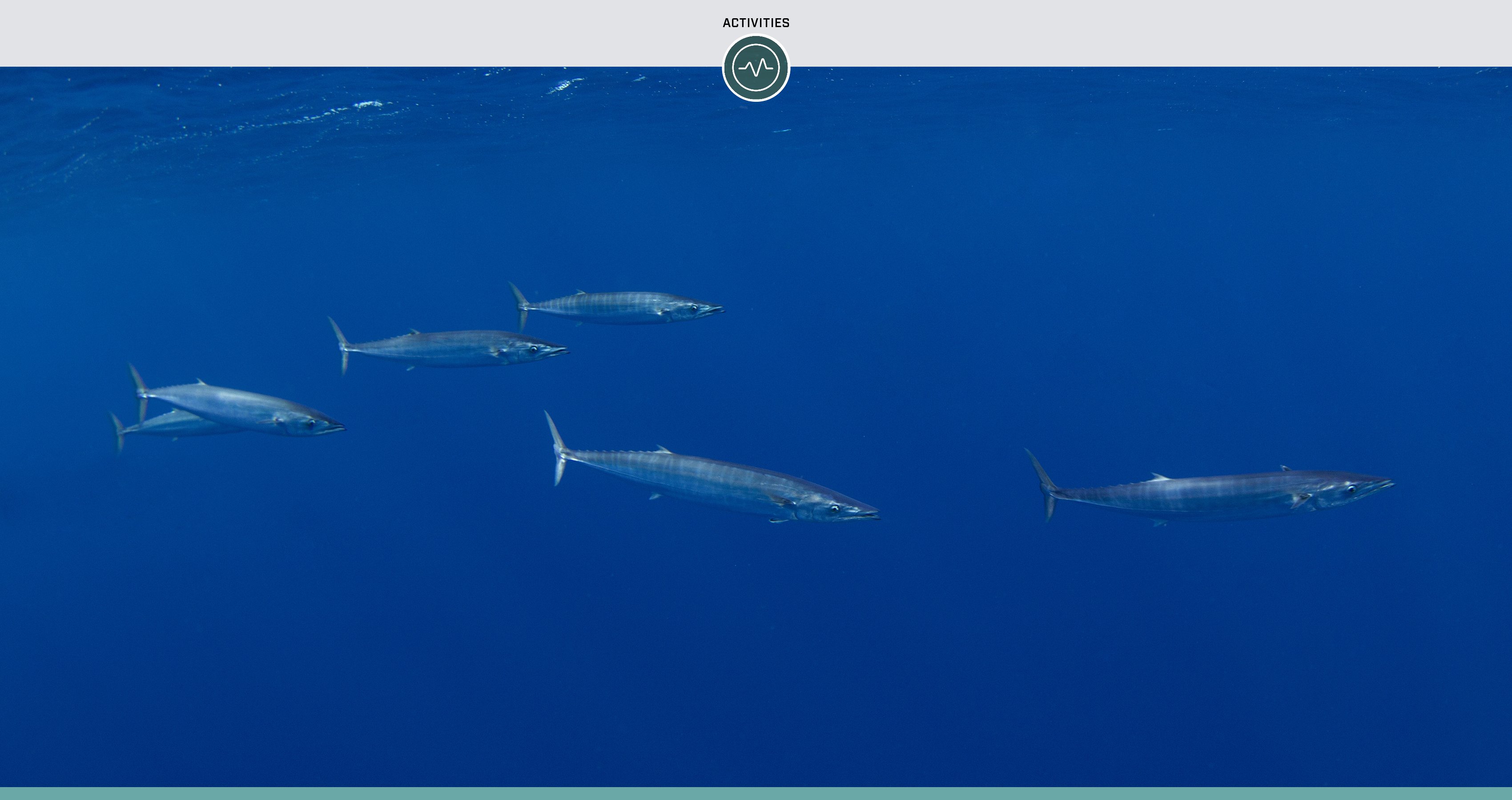 Basic Wahoo Fishing Tackle
