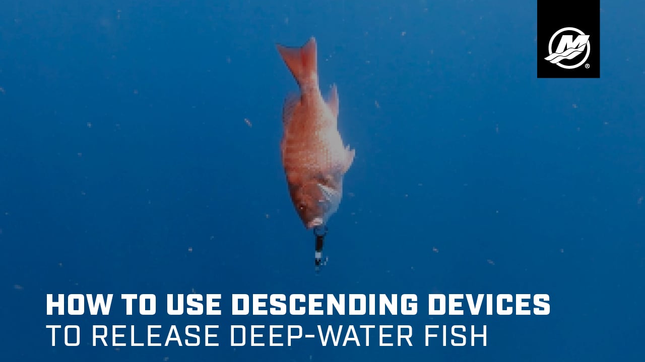 How to Use Descending Devices to Release Deep-Water Fish