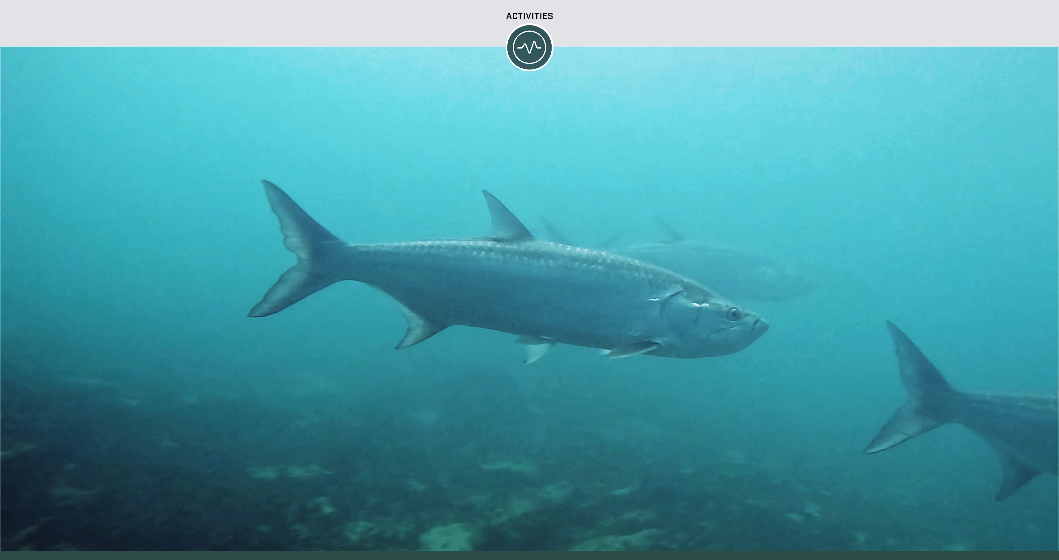 Tarpon Fishing 101: Choosing Spinning Gear