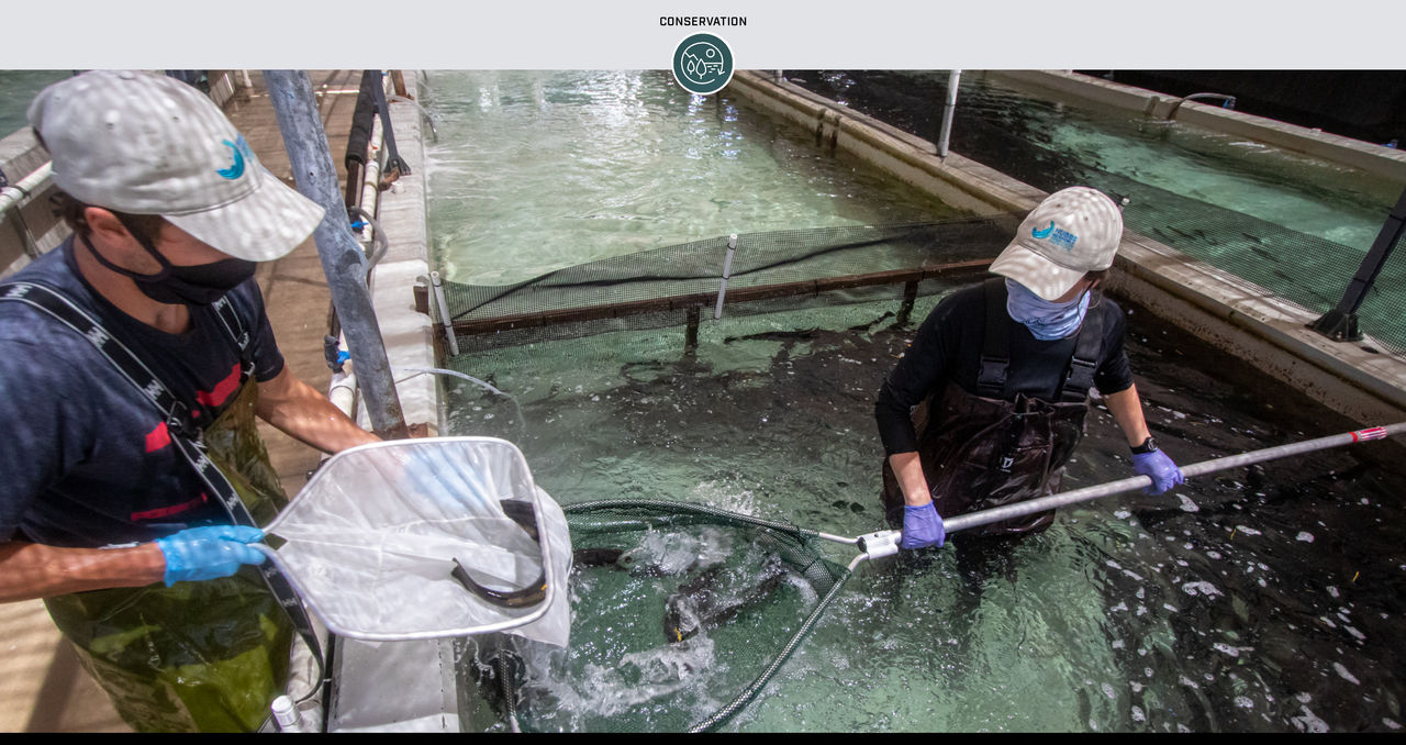 Conservationists Rally to Restore California’s White Seabass