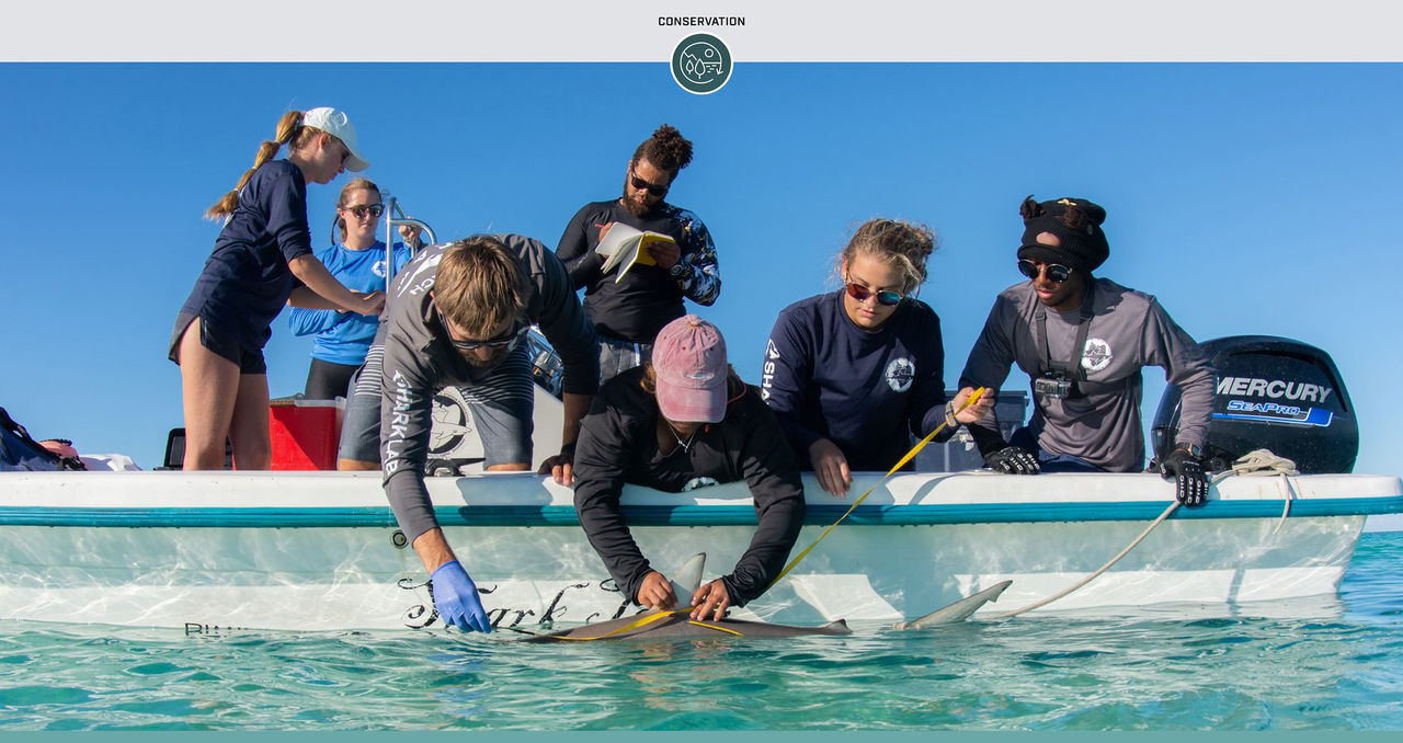 Research, Education and Conservation at the “Shark Lab”