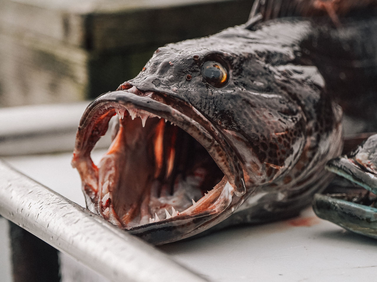Escape North - Lingcod