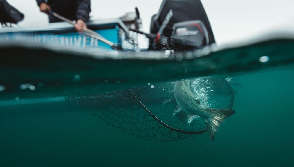 Under water salmon