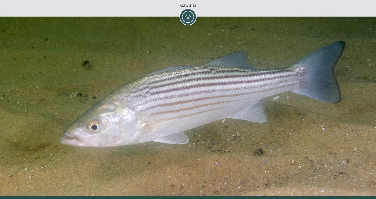 Topwater Walkers for Striped Bass - On The Water