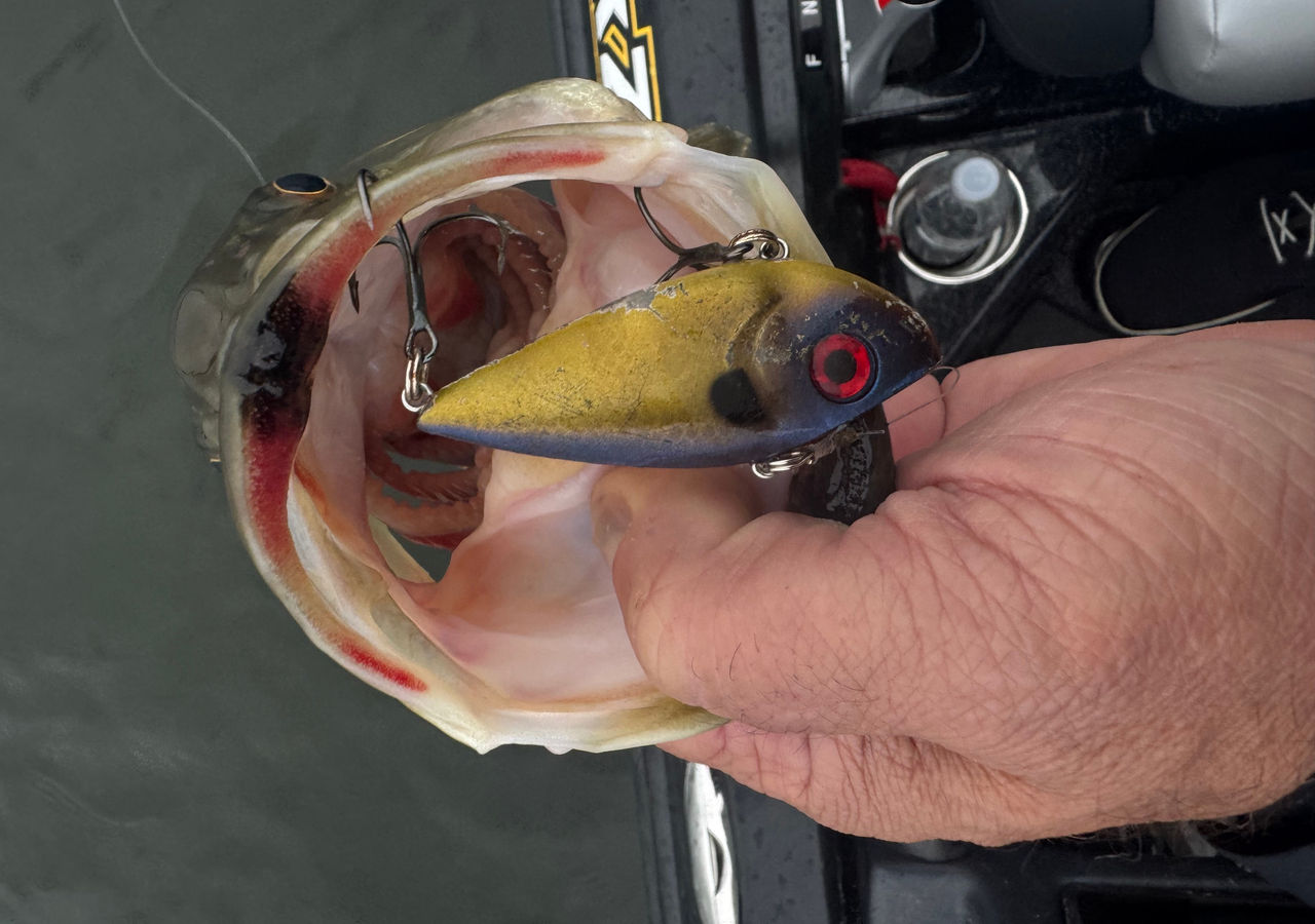 spring bass fishing bait