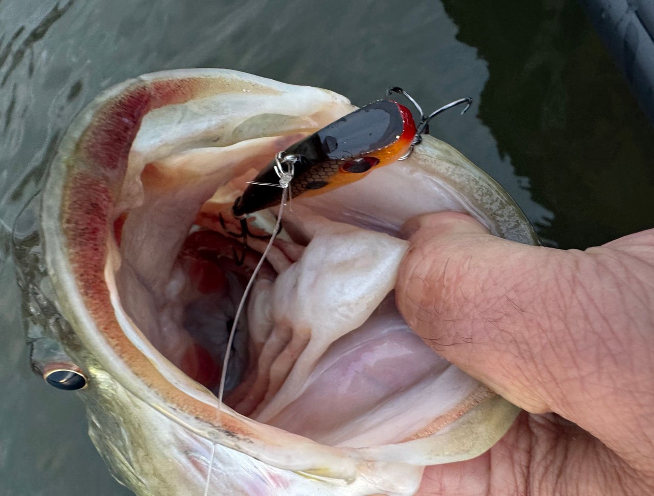 spring bass fishing